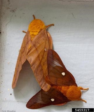 Orangestriped Oakworm 